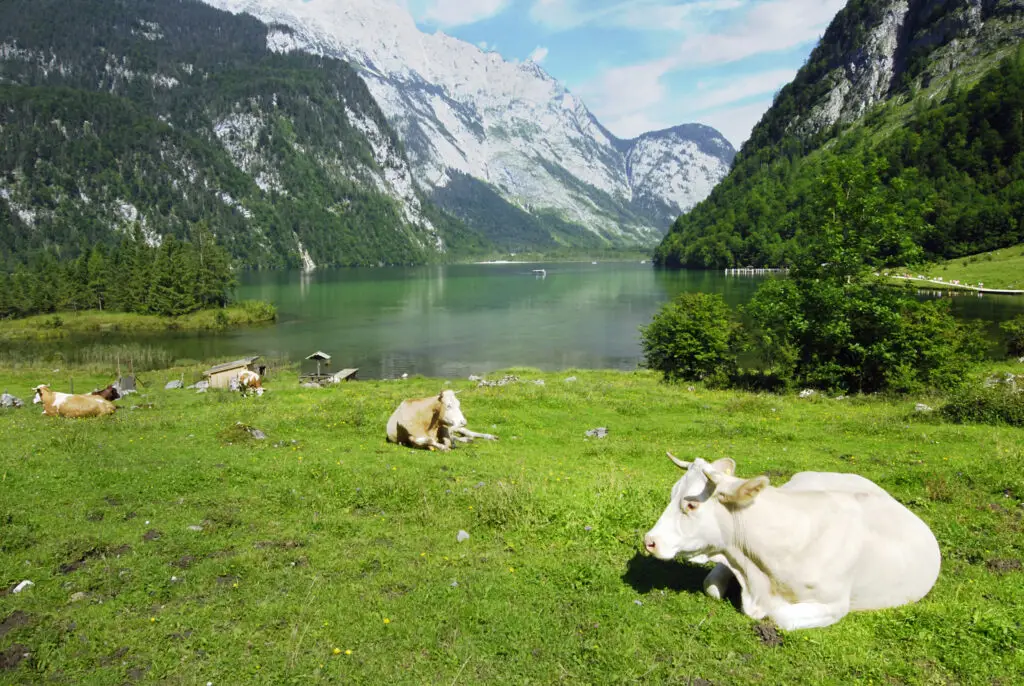 Day Trip To Lake K nigssee Berchtesgaden VisitBavaria Authentic 